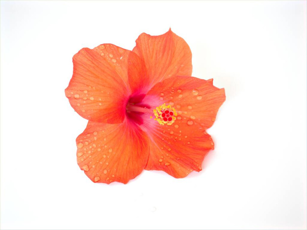 Oranje bloem van hibiscus met waterdruppels geïsoleerd op witte achtergrond  - Foto, afbeelding