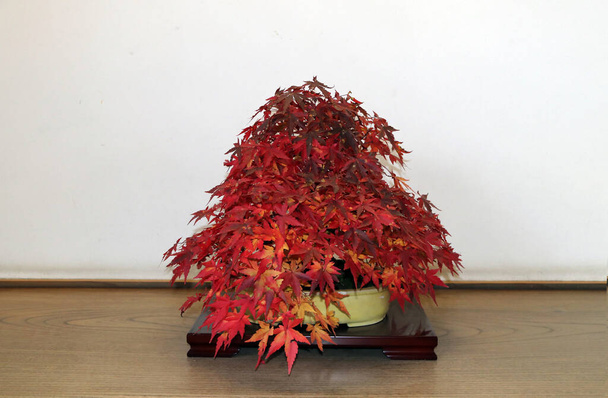 Κόκκινο ιαπωνικό μπονσάι σφενδάμι στο κλαδί του δέντρου στην κατσαρόλα στο ξύλινο τραπέζι. Είναι καλλωπιστικό δέντρο ή θάμνος που καλλιεργείται σε γλάστρα και εμποδίζεται τεχνητά να φτάσει στο κανονικό του μέγεθος. - Φωτογραφία, εικόνα