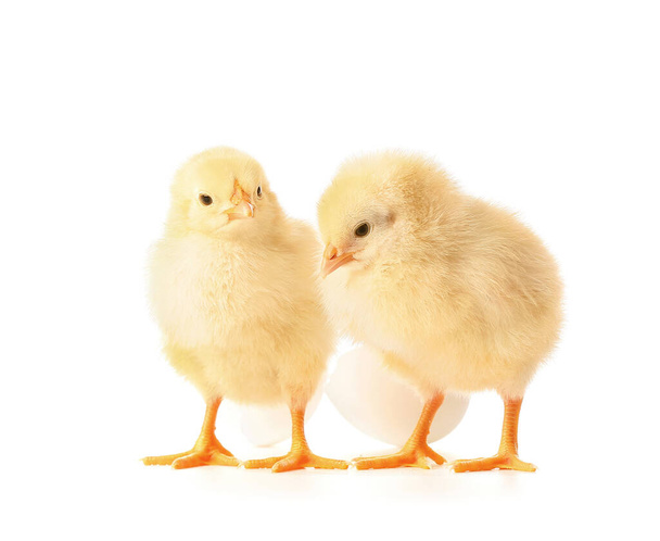 Cute hatched chicks on white background - Photo, Image