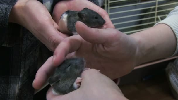 egerek, kezében - Felvétel, videó