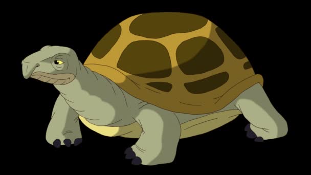 Una grossa tartaruga paludosa si guarda intorno. Filmati animati fatti a mano isolati con canale alfa. - Filmati, video