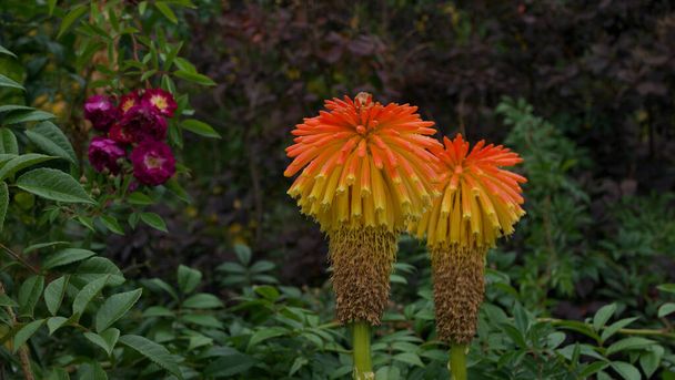 Red hot pokers with foliage in English country garden in autumn - Photo, Image