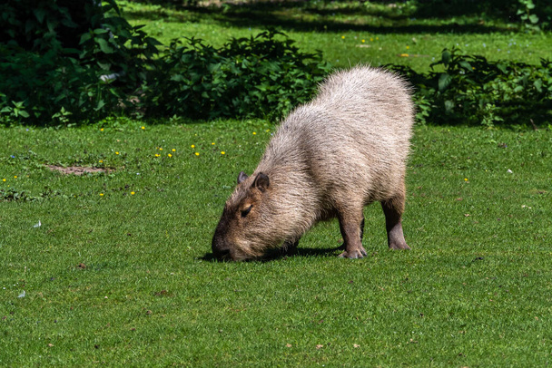 A capybara, Hydrochoerus hydrochaeris egy Dél-Amerikában őshonos emlős. Ez a legnagyobb élő rágcsáló a világon.. - Fotó, kép