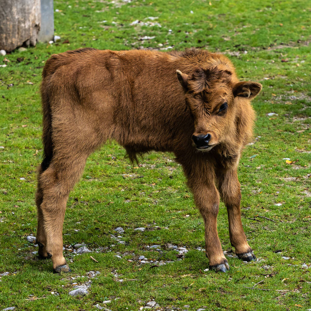 絶滅したオーロックに似ていると主張されている赤ちゃんヘック牛、ボスprimigenius taurus. - 写真・画像
