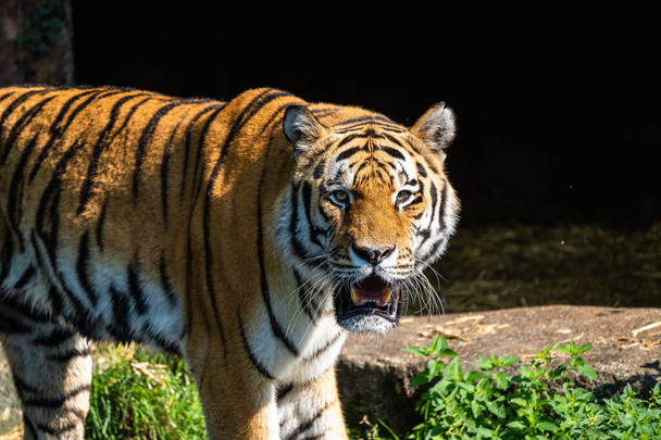 Der sibirische Tiger Panthera tigris altaica ist die größte Katze der Welt - Foto, Bild