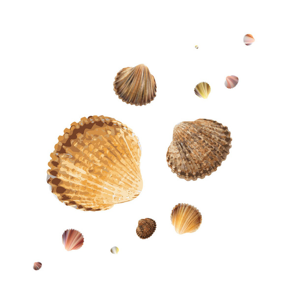 Set of Seashells Isolated on White Background. Beautiful Clam Mollusc Shell Collection Vector Illustration - Vector, Image