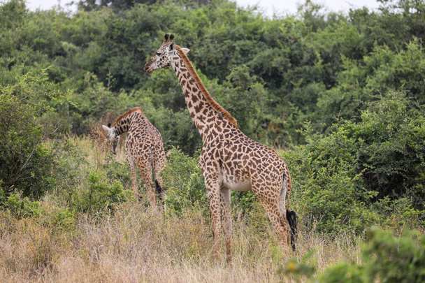 Girafe dans le parc safari en Afrique - Photo, image