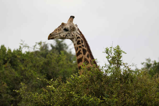 Żyrafa w parku safari w Afryce - Zdjęcie, obraz
