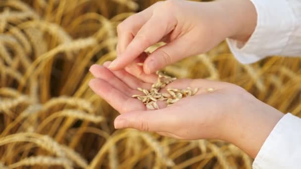 El primer plano de las manos femeninas que limpian el trigo de las cáscaras en el campo - Metraje, vídeo