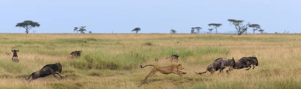 wild lions in Africa - Photo, Image