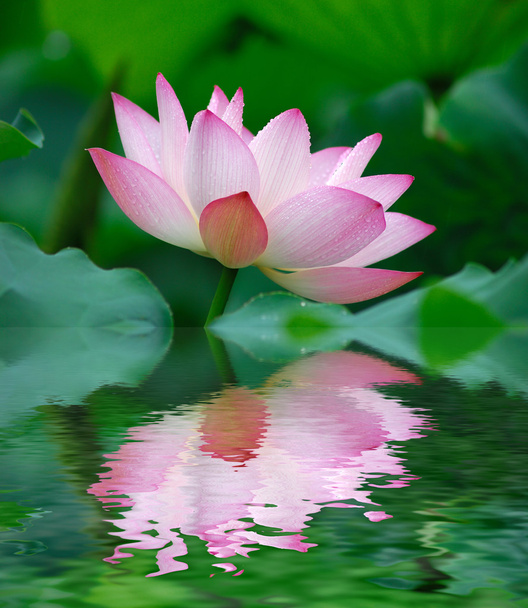 rosa Lotus - Foto, Bild