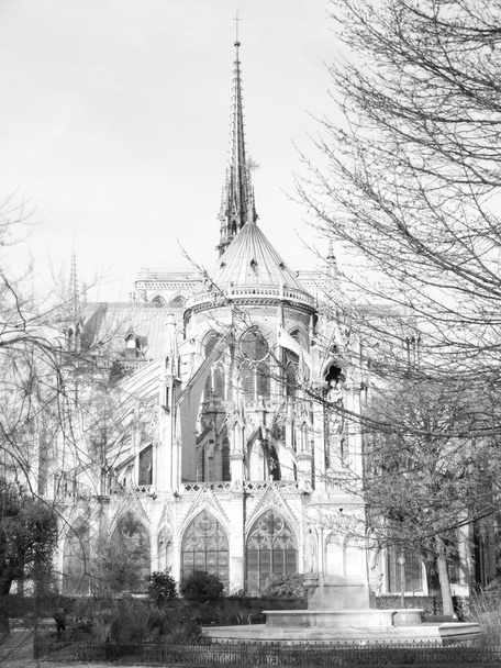 Notre Dame París
 - Foto, imagen
