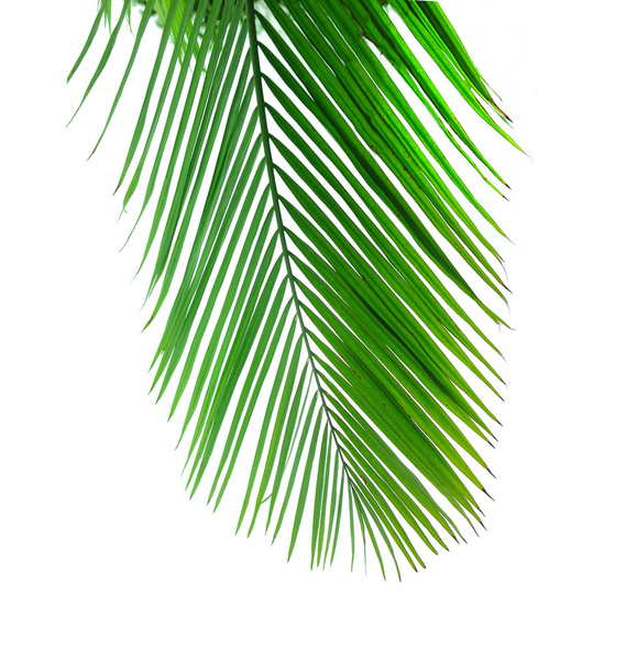 Hoja de palma verde
 - Foto, imagen
