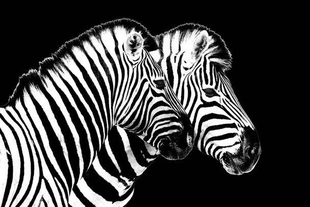 Зебры на черном фоне изолированный вид сбоку, два портрета зебры в профиль, черно-белая художественная фотография, полосатый рисунок животного, африканские монохромные обои природы - Фото, изображение