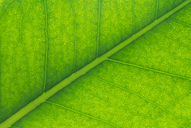 Green leaf background - Foto, imagen
