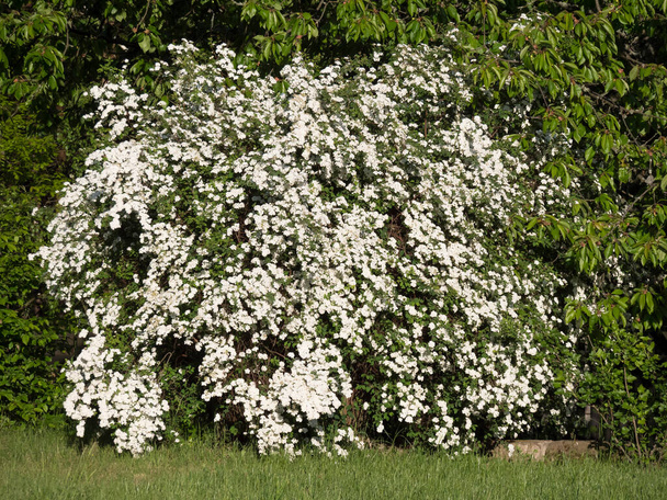 Ανοιξιάτικος ανθισμένος θάμνος με πολλά λευκά λουλούδια - Spiraea vanhouttei στον κήπο. Γνωστό και ως Reeves spiraea, Bridalwστεφάνι spirea, Meadowsweet, Double White May ή May Bush - Φωτογραφία, εικόνα