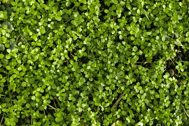Fond avec l'herbe verte. Concept de nature. Tapis vert plantes moulues - Photo, image