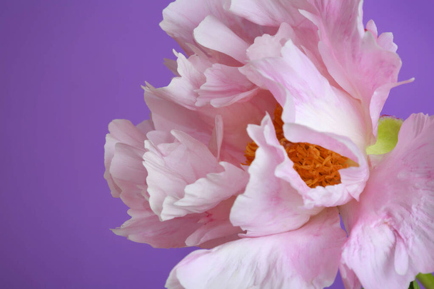 Gently pink peony flower isolated on purple background. - Photo, Image