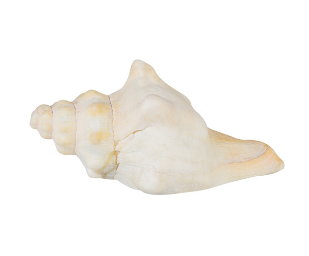 Marine sea shell on white background - Photo, Image
