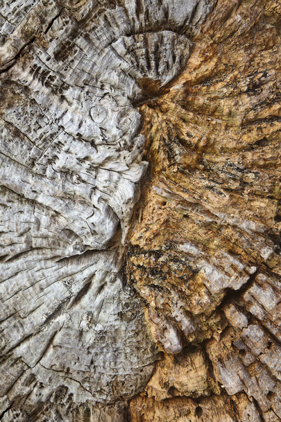 Saw cut of an old tree covered with sea sand - Fotoğraf, Görsel