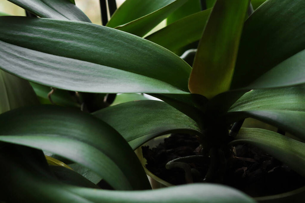  Leaves of orchid close up - Fotografie, Obrázek