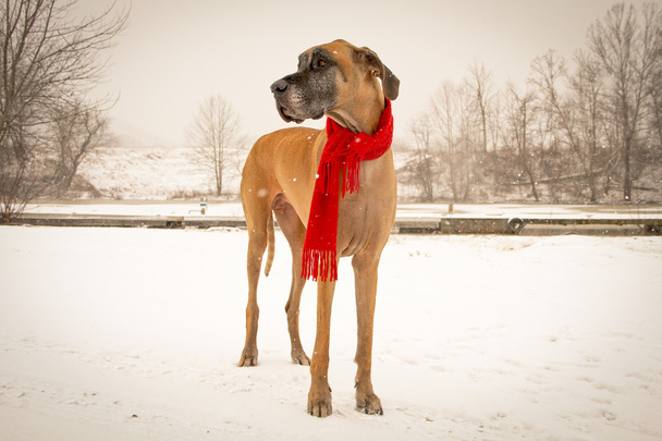 Great Dane in snow with red scarf - Photo, Image