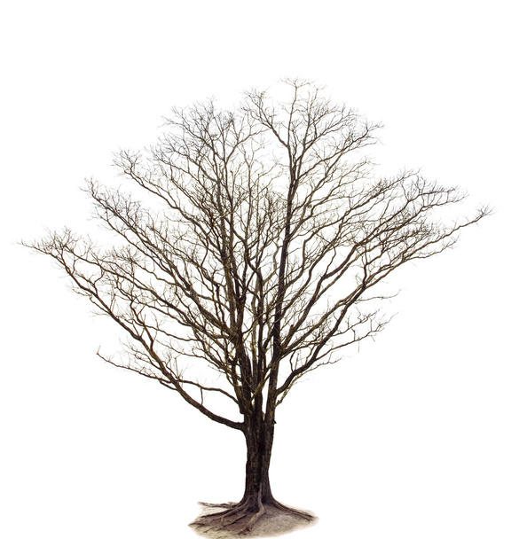 Out line of dry tree branch isolated white background use for de - Photo, Image