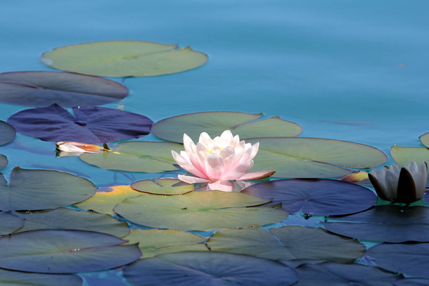 Красивий ставок з водяними ліліями як фон
 - Фото, зображення