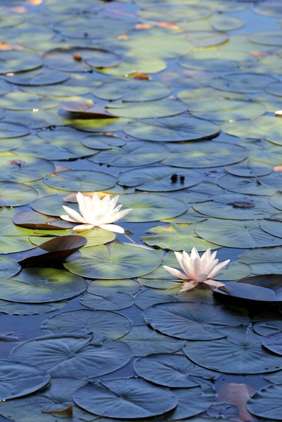 Красивые водяные лилии пруд, как обои - Фото, изображение