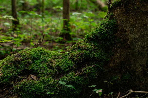 Waldboden mit einer grossen Wurzel besetzt mit viel gruenem Moos und kleinen Setzlingen im Hintergrund. - Foto, Imagen