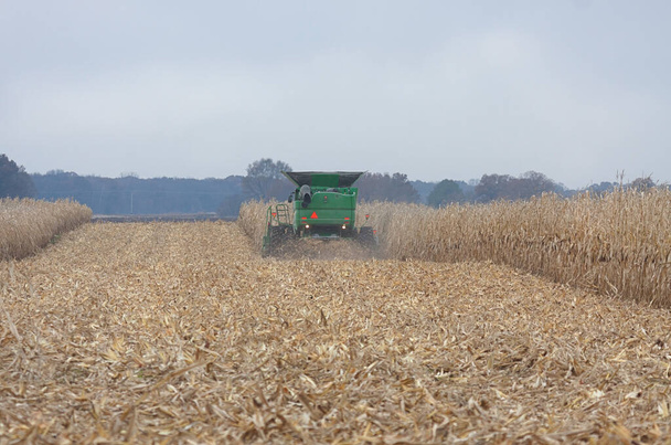 Un tractor corta un campo de maíz cosechando maíz. - Foto, imagen