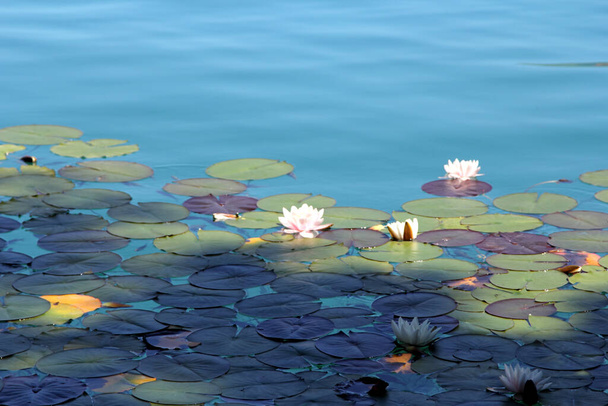 Beautiful water lilies pond as a background - Photo, Image