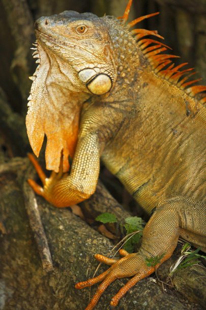 Yeşil iguana vahşi Kosta Rika - Fotoğraf, Görsel