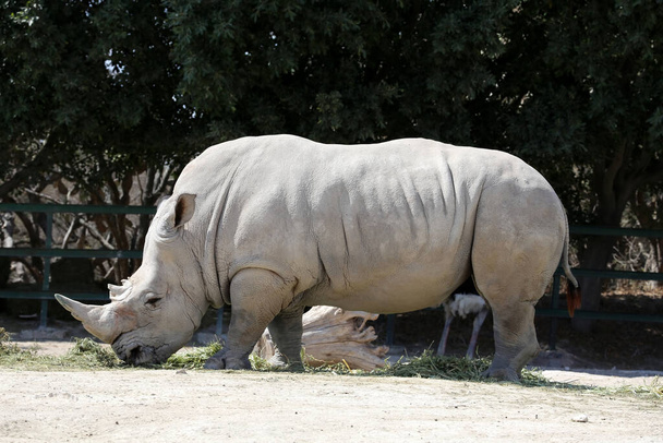 Um rinoceronte branco no Safari. Um rinoceronte é uma das cinco espécies de ungulados-de-bico-ímpar existentes na família Rhinocerotidae, bem como qualquer uma das numerosas espécies extintas. - Foto, Imagem