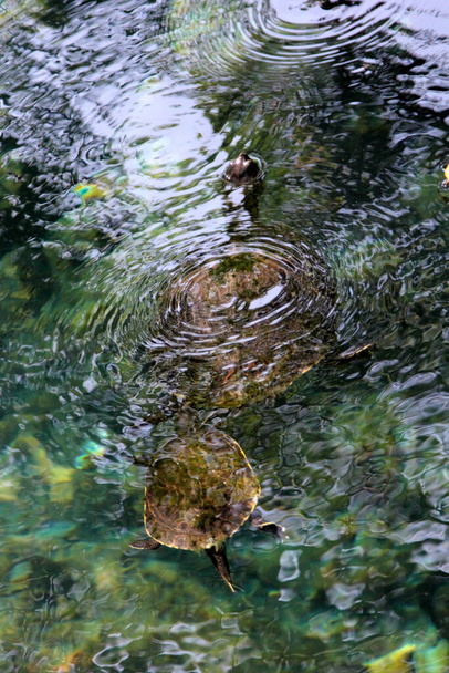 Tartarugas familiares na vida selvagem. Tartarugas na água, Cenote na América Central - Foto, Imagem