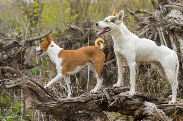 Μεγάλη λευκή διασταύρωση κυνηγιού και βόρειου σκύλου που συνοδεύει τον Μπασέντζι ενώ περπατάμε μαζί σε μια ρίζα πεσμένου δέντρου στο δάσος της άνοιξης. - Φωτογραφία, εικόνα
