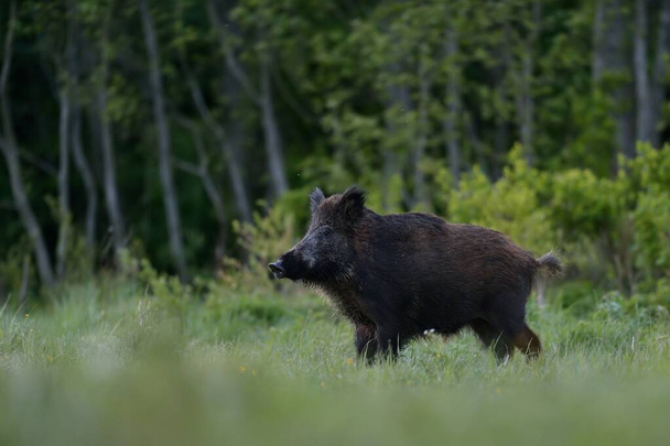Yaban domuzu, orman arka planı - Fotoğraf, Görsel