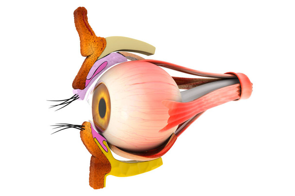 Ihmisen silmän anatomia, sisäinen rakenne, 3d kuva - Valokuva, kuva