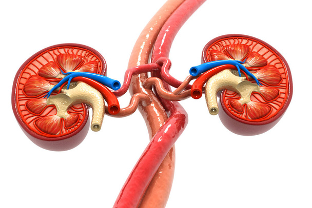 Sección transversal del riñón humano. 3d renderizar - Foto, Imagen