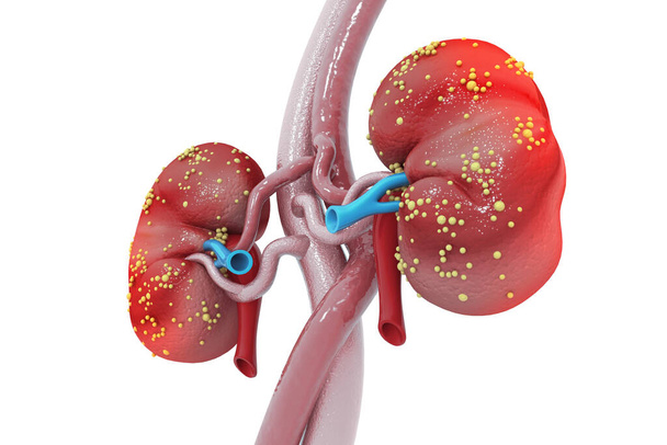 Human kidney 3d render - Photo, Image
