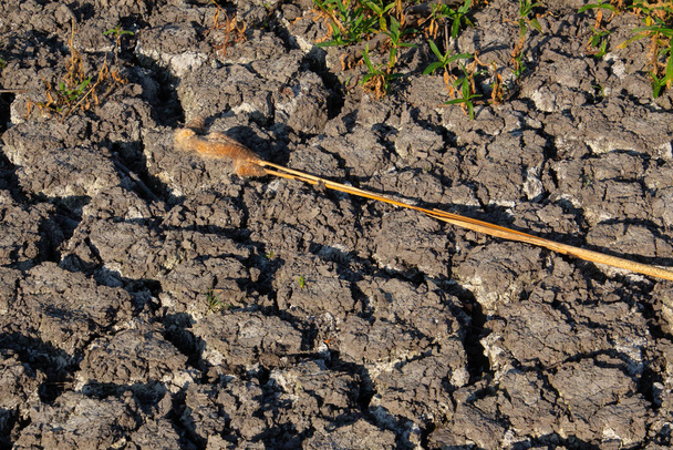 Kleine Pflanzen wachsen während einer Dürre auf rissigem, trockenem Boden - Foto, Bild