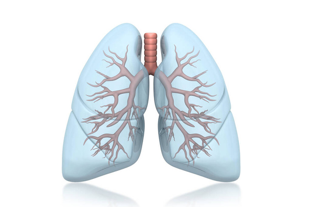 Menselijke longen anatomie 3d render - Foto, afbeelding