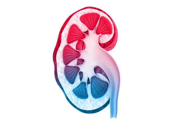 Sección transversal del riñón humano 3d render - Foto, imagen