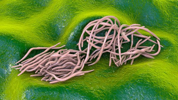 Gusanos parásitos, ilustración 3D. Ascaris lumbricoides y otros gusanos redondos - Foto, imagen