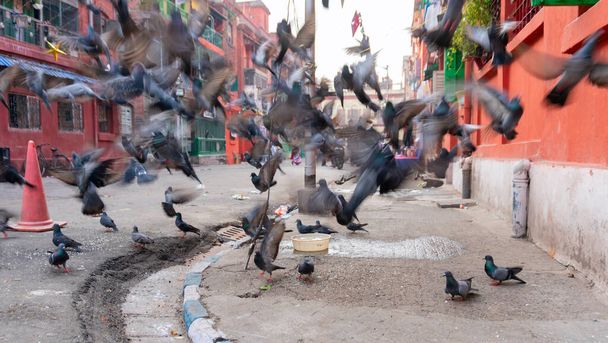 KOLKATA, WEST BENGAL, INDIA - DECEMBER 24TH 2017 : Pigeons on the footpath of Bow barracks, Kolkata, West Bengal - India - Photo, Image