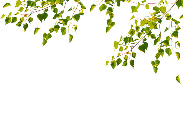Groene berkenbladeren geïsoleerd op witte achtergrond. aard - Foto, afbeelding