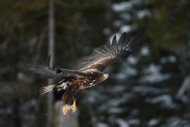Eagle in flight with forest background - Photo, Image