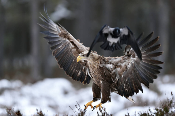 Посадка белого орла, побег птиц - Фото, изображение