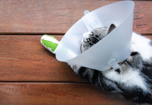 Złamana noga kota noszącego elżbietański kołnierzyk, by chronić nogawkę przed snem na drewnianej podłodze. - Zdjęcie, obraz
