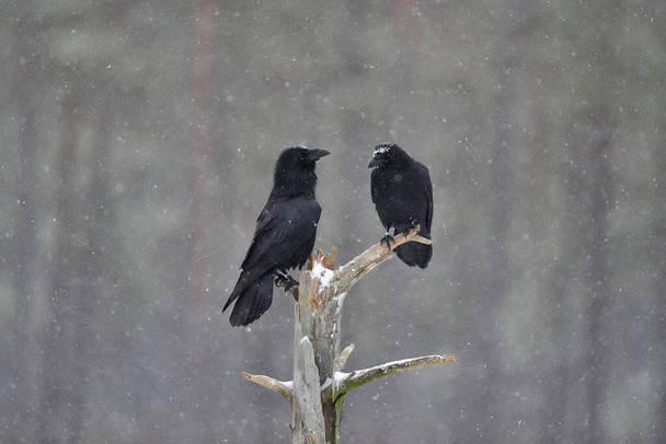 Ravens on a tree in snowfall - Photo, Image